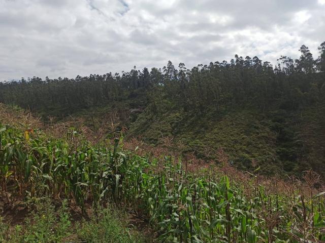 #51 - Área para Venta en Pedro Moncayo - P